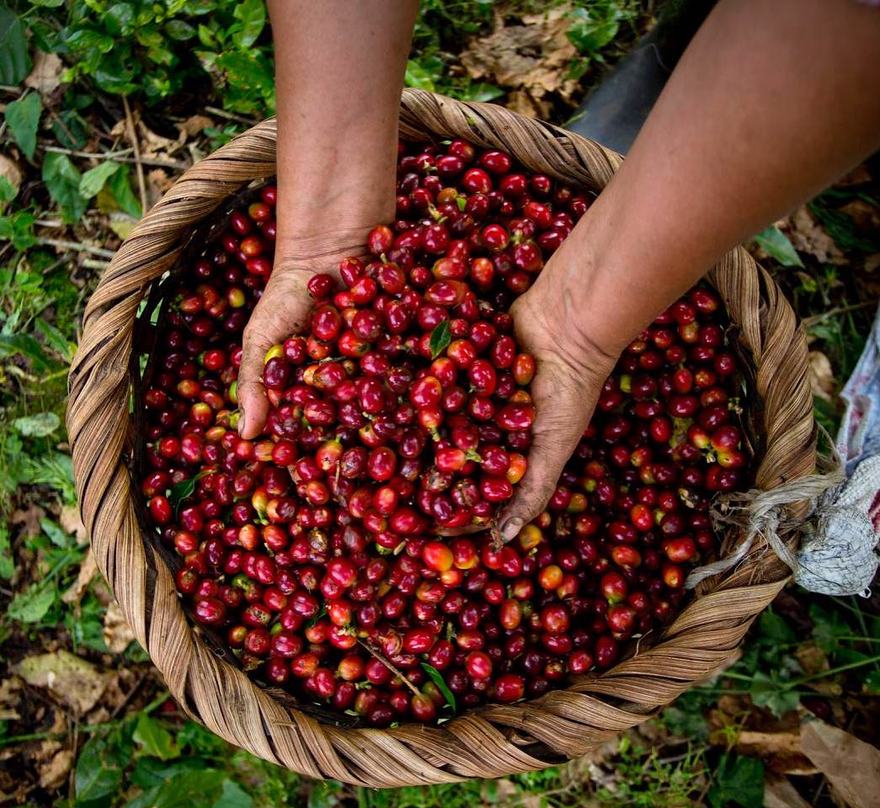 Manos sosteniendo una canasta de granos de café maduros